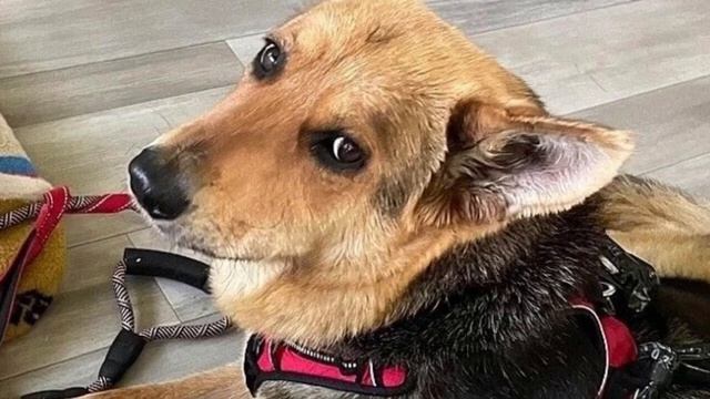 The dog was running through the streets with the only ONE THING LEFT.. смотреть онлайн