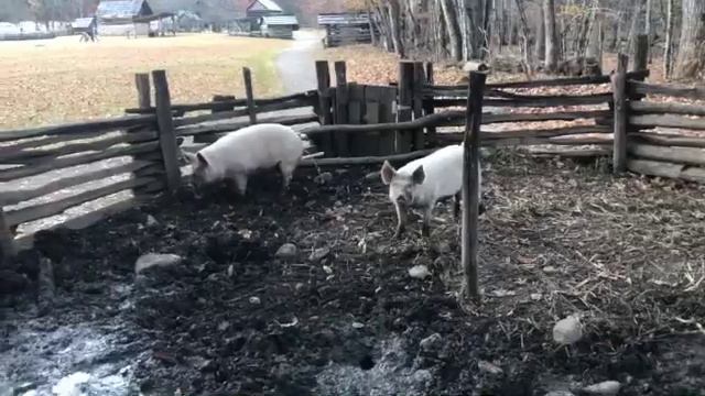 Чероки - место проживания индейцев в Северной Каролине. Cherokee.