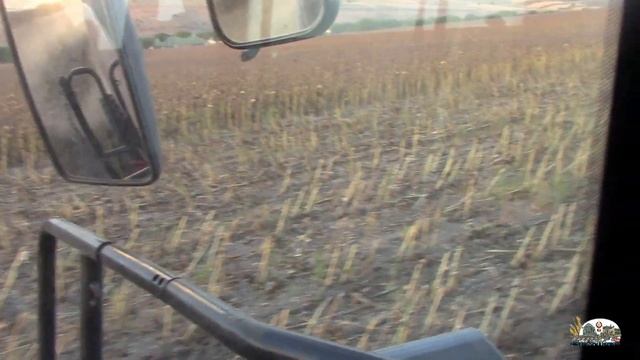Загружаем последние Мтз с прицепами подсолнечником!Уборка подсолнечника 2020!Case IH 5140! смотреть онлайн