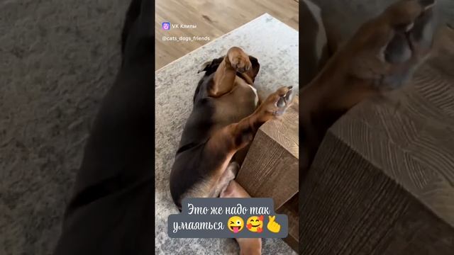 vkclips_20241228101328 смотреть онлайн