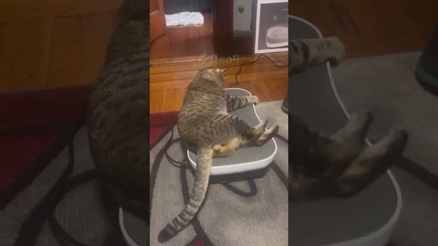 КОТ ОСВОИЛ ВИБРОЛЕЖАНКУ смотреть онлайн