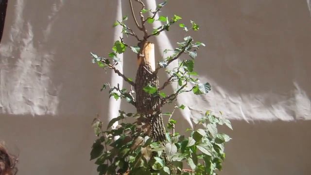 Retirada de corteza en parte superior de Ulmus Minor(10/05/15) смотреть онлайн