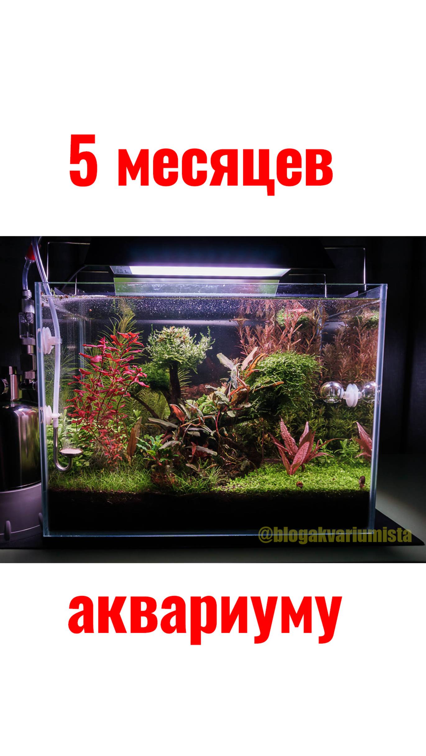 Серия 5/1. Аквариуму 5 МЕСЯЦЕВ ровно. Запущен на земле для кактусов и проппанте. УДО самомесы смотреть онлайн