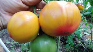 Томат Козула 156 (Kozula # 156)