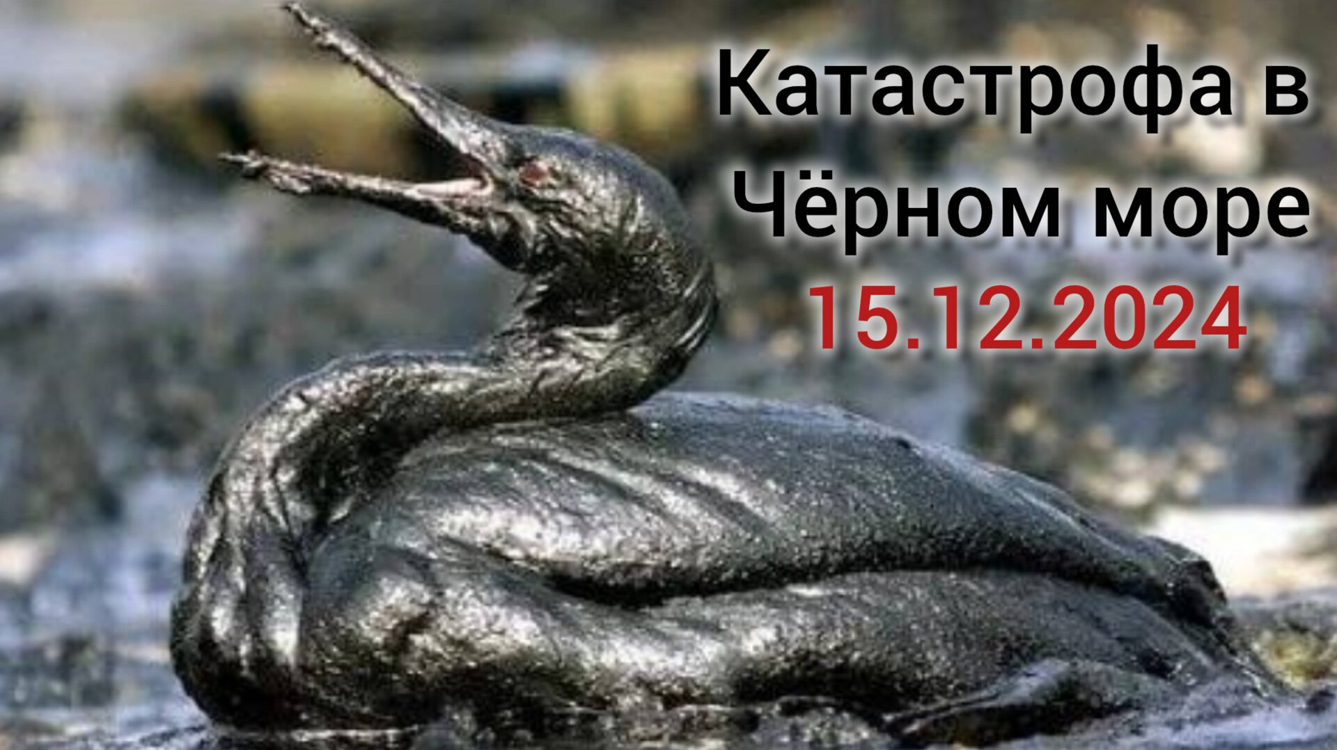 Разлив нефтепродуктов в Чёрном море, мазут в море, Анапа, декабрь 2024, убираю мазут, волонтёр, ЧС смотреть онлайн