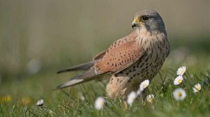 ГОЛОС ОБЫКНОВЕННОЙ ПУСТЕЛЬГИ