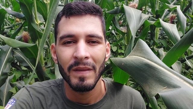 Qual o Intervalo de Tempo Correto para fazer cada Adubação no Milho. смотреть онлайн