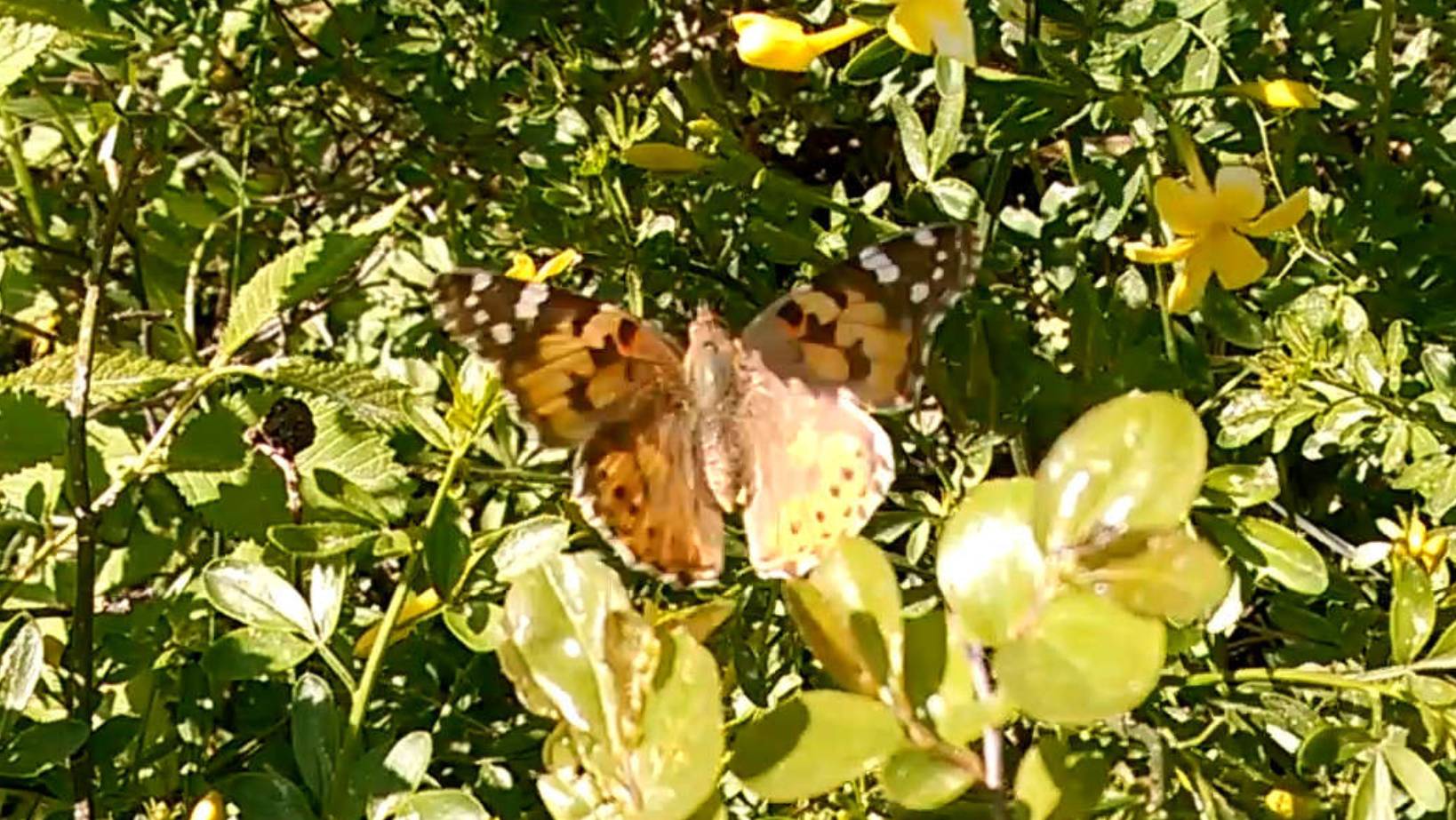 Репейница 2019