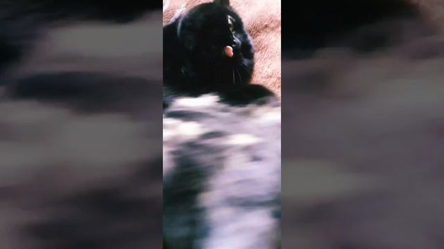 Умыть кота чтобы выгнать его с любимых мест котТот,кошкаВеста 3ч#коттот#кот#кошкавеста#смешныекоты смотреть онлайн