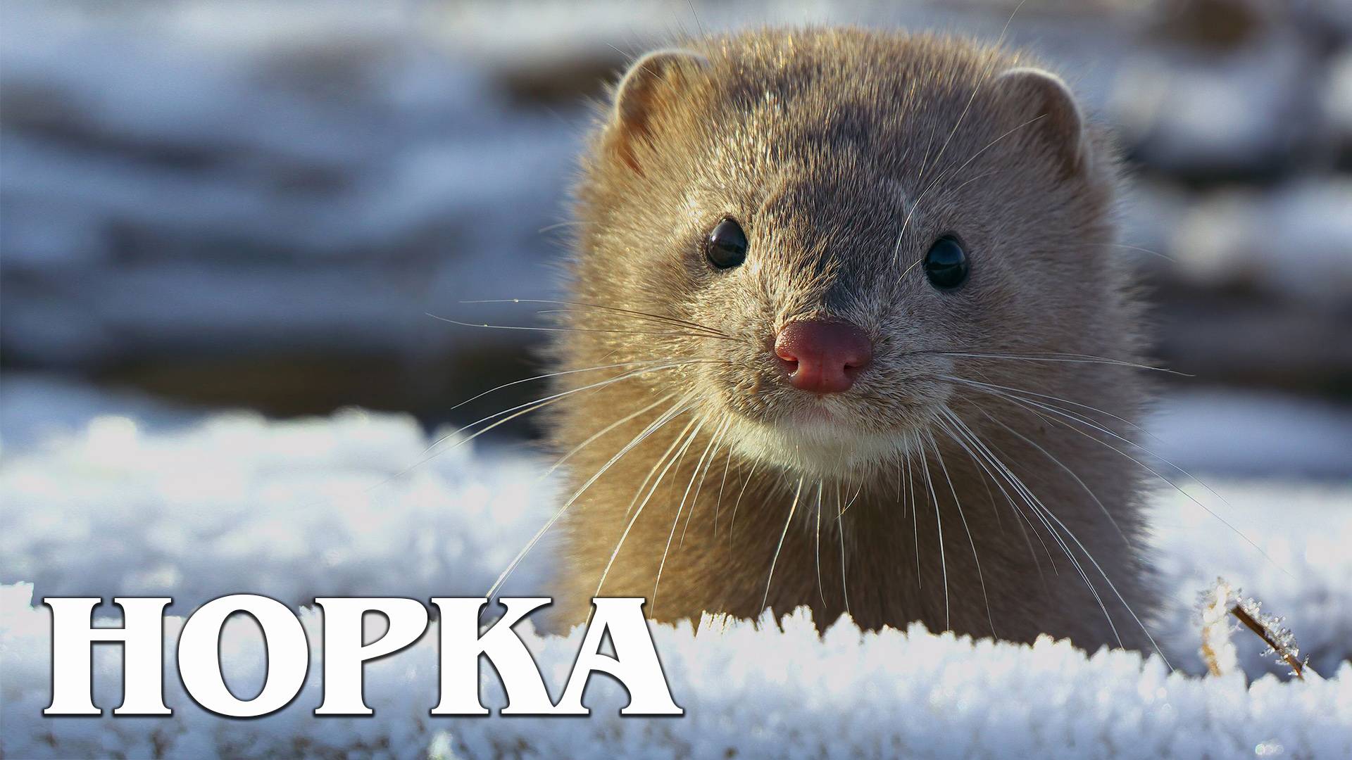 Норка: Это Вам Не Шуба | Интересные факты про американскую и европейскую норку смотреть онлайн