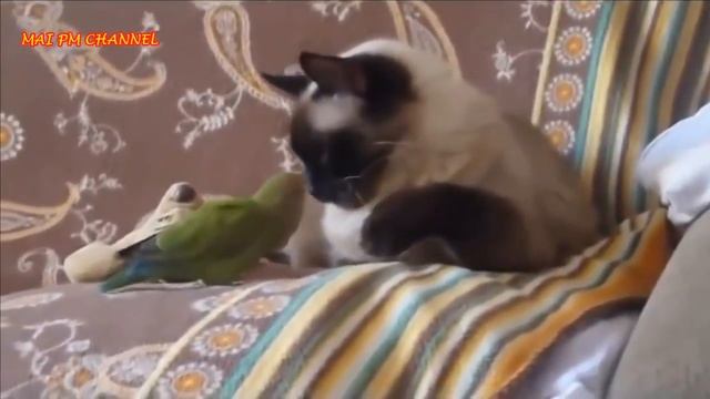 Попугаи и котики смотреть онлайн