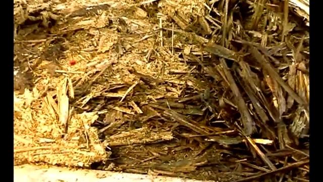 Organic recycling in sugarcane смотреть онлайн