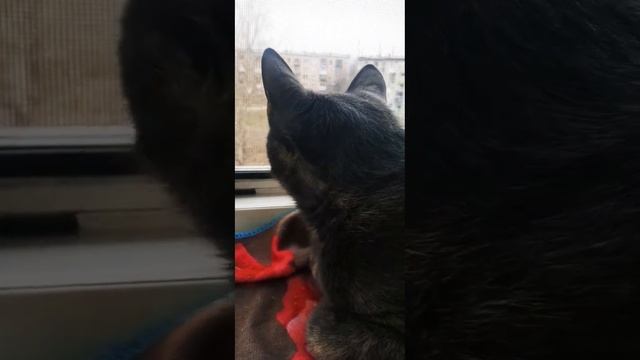 ДикаякошкаВеста-Пантера1г хитраяумная чёрныйТот -бетмен2гконкуренциязаместо#тренды#пантера#shorts смотреть онлайн