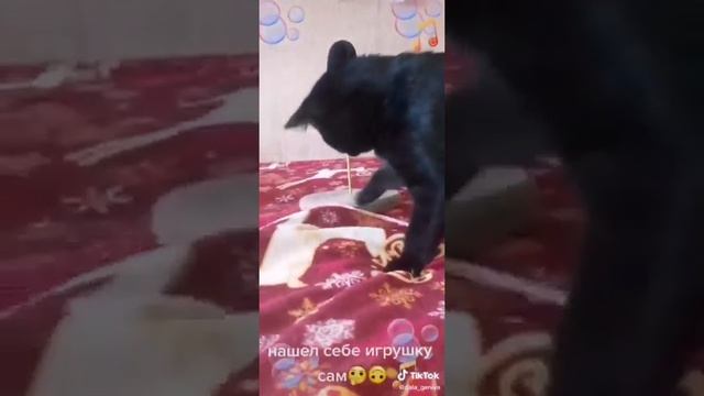 КотМалыш(Тот)4м2020-архив Видео с"тик-ток gala-geniya" #коттот#видеотикток#кот#черныйкот#devana7 смотреть онлайн
