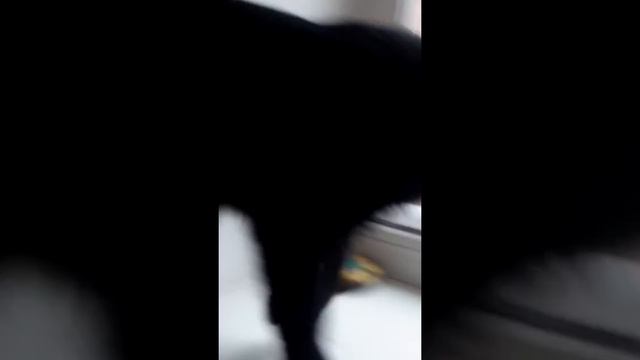 Я Кошка Алиса смотреть онлайн