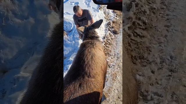 Лось смотреть онлайн