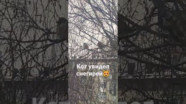 2022Ноябрь,кот и снегири#смешныемоменты #мяукание#смешныеживотные#кот#юмор#снегири#коттот#чёрныйкот смотреть онлайн