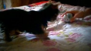 Йоркширский терьер Ева играет, лает, кусает всех