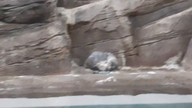 Новосибирский зоопарк.Пингвины смотреть онлайн