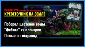 Серия 4. Последствия ЗАТЕМНЕНИЯ ТРАВНИКА. Фебтал против Планарий. Личинки Амано и Мальки Блю Дрим