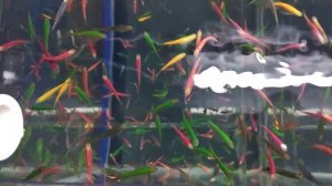 Данио Гло Домашние