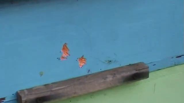 Защита ульев из ППС от птиц смотреть онлайн