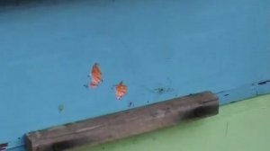 Защита ульев из ППС от птиц