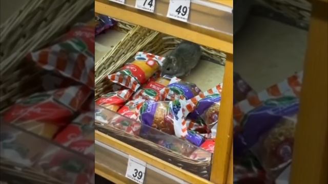 ТАЙНЫЙ ПОКУПАТЕЛЬ ТЕСТИРУЕТ УПАКОВКУ смотреть онлайн
