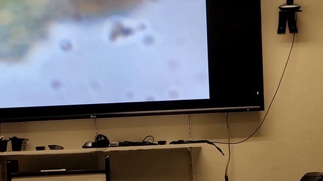 My First Tardigrade, Waterbear, Moss Piglet. #microscopy