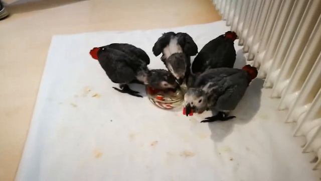 Graupapagei Babys lecker Paprika смотреть онлайн