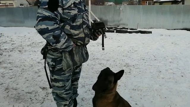 Щенок бельгийская овчарка. смотреть онлайн