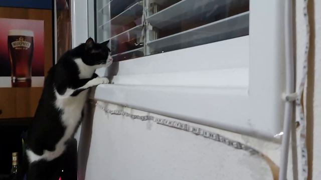 Chertik (the cat) is editing a new video - Кошка Чёртик монтирует новое видео смотреть онлайн