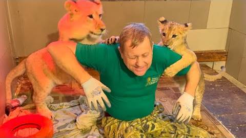 Львенок Кукла и ее подружка просто накинулись от радости на Олега Зубкова) смотреть онлайн