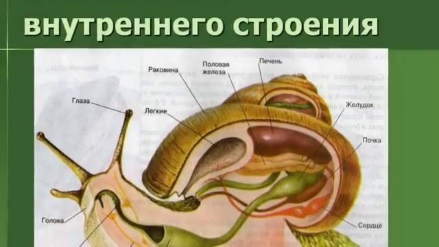 Презентация на тему Моллюски смотреть онлайн