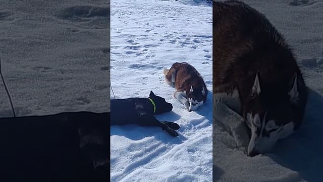 🍨мммм... мороженое 😋 Итальянка Кане корсо Инфинити Italiano Cane Corso Infiniti смотреть онлайн