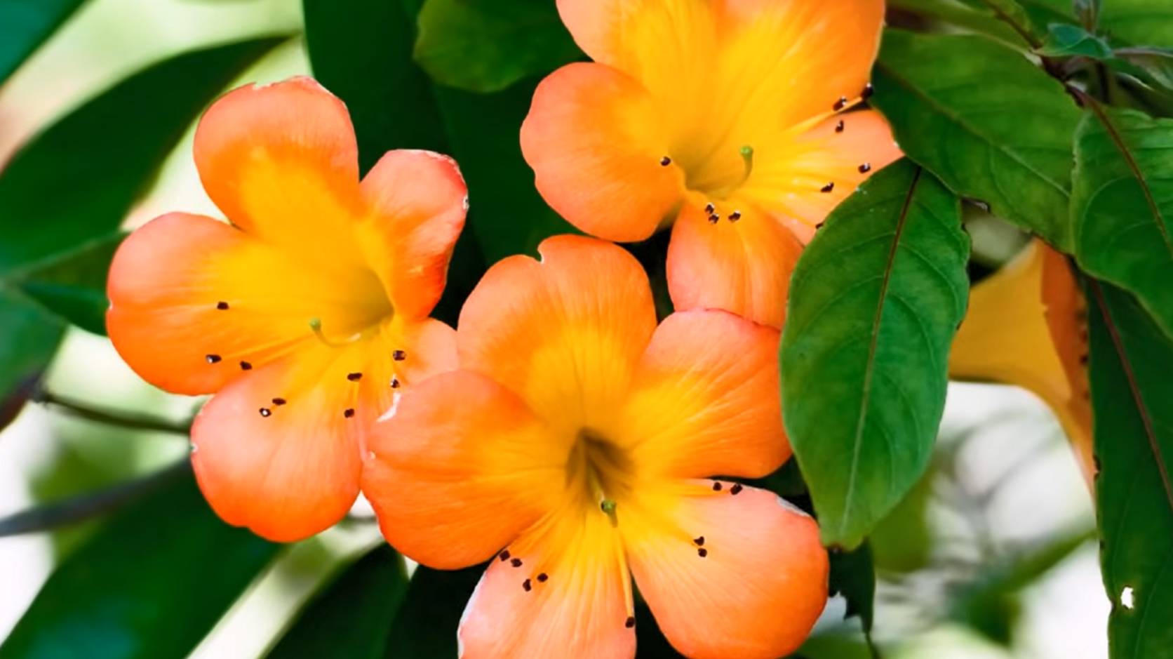 Ernesto Cortazar. Сборник очень красивой, инструментальной музыки!