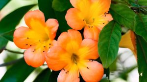 Ernesto Cortazar. Сборник очень красивой, инструментальной музыки!