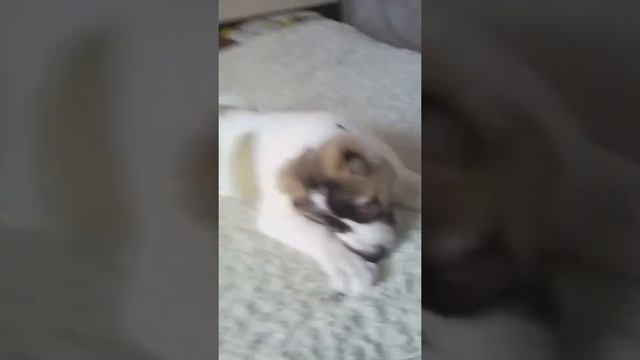 Бешеная собака показывает всем людям в смотреть онлайн