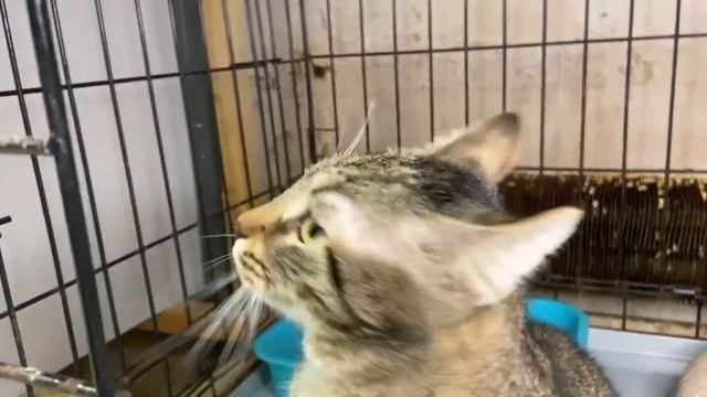 Важный Фараон смотреть онлайн