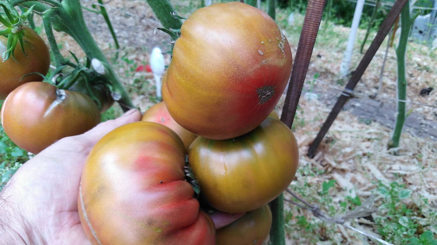 Томат Первый Помощник (First Mate)