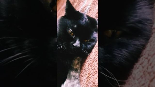 Самолюбивый котТот и хитрая кошкаВеста#коттот#кошкавеста #смешныекоты#добро#красивыекошки#моменты смотреть онлайн