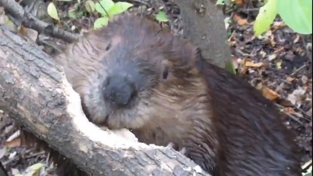 Beaver VS Capybara Faceoff meme смотреть онлайн