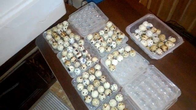 Инкубатор " Несушка " смотреть онлайн