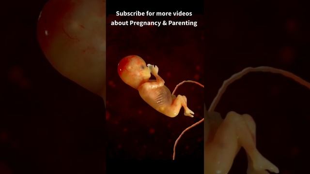 😍😍 Fetus in womb | moving baby in womb #pregnancy #pregnancycare #fetus смотреть онлайн