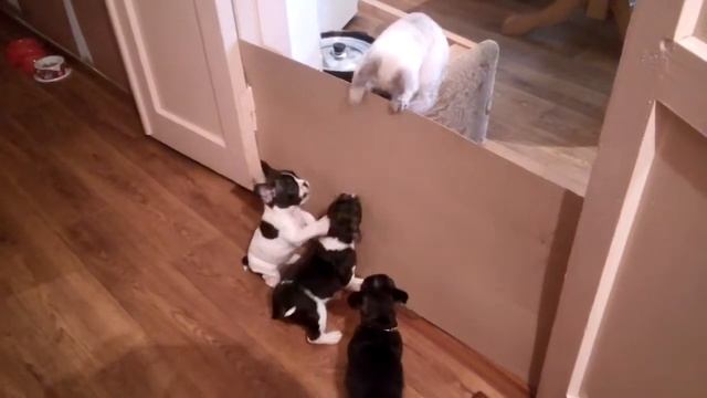 Бульдог. Бросок через бедро захватом. Третий лишний. смотреть онлайн