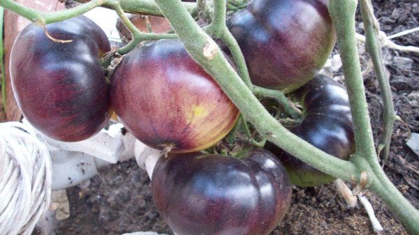 Томат Сарт Ролуаз (Sart Roloise)