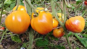 Томат Сердце Зебры абрикосовое (Coeur De Zebre Apricot)