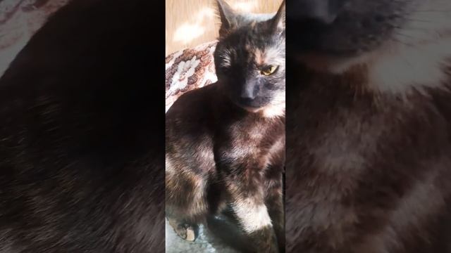 Весна и вирусы с пропажей голосаздоровьявсем Малыш(Тот)иВеста#смешные #кошкавеста#коттот#кот смотреть онлайн