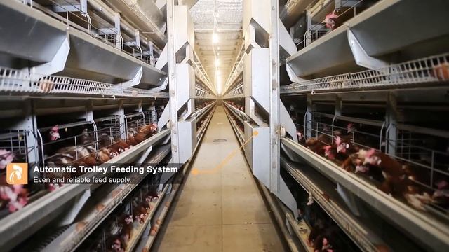 7 points, you can get 10% more eggs.RETECH Farming Automatic H type Layer cage смотреть онлайн