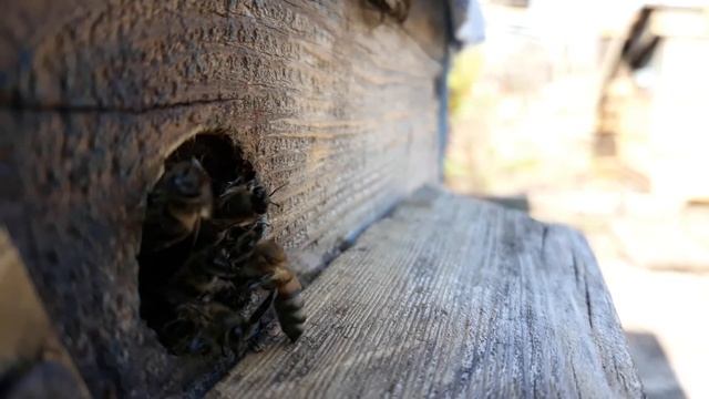 УС Пчела - ВЕЖЛИВАЯ ВЫНОСЛИВАЯ САМОСТОЯТЕЛЬНАЯ :) #мед #honey #bal смотреть онлайн
